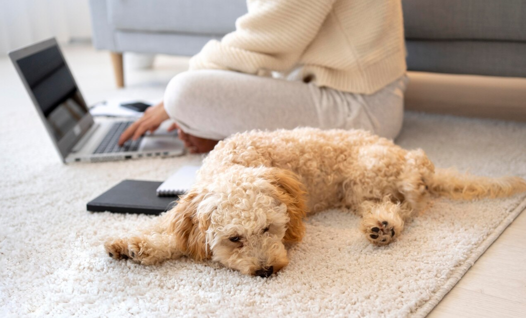Pet Friendly Carpets