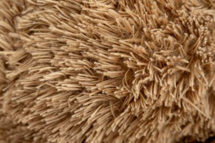 Carpet Fiber